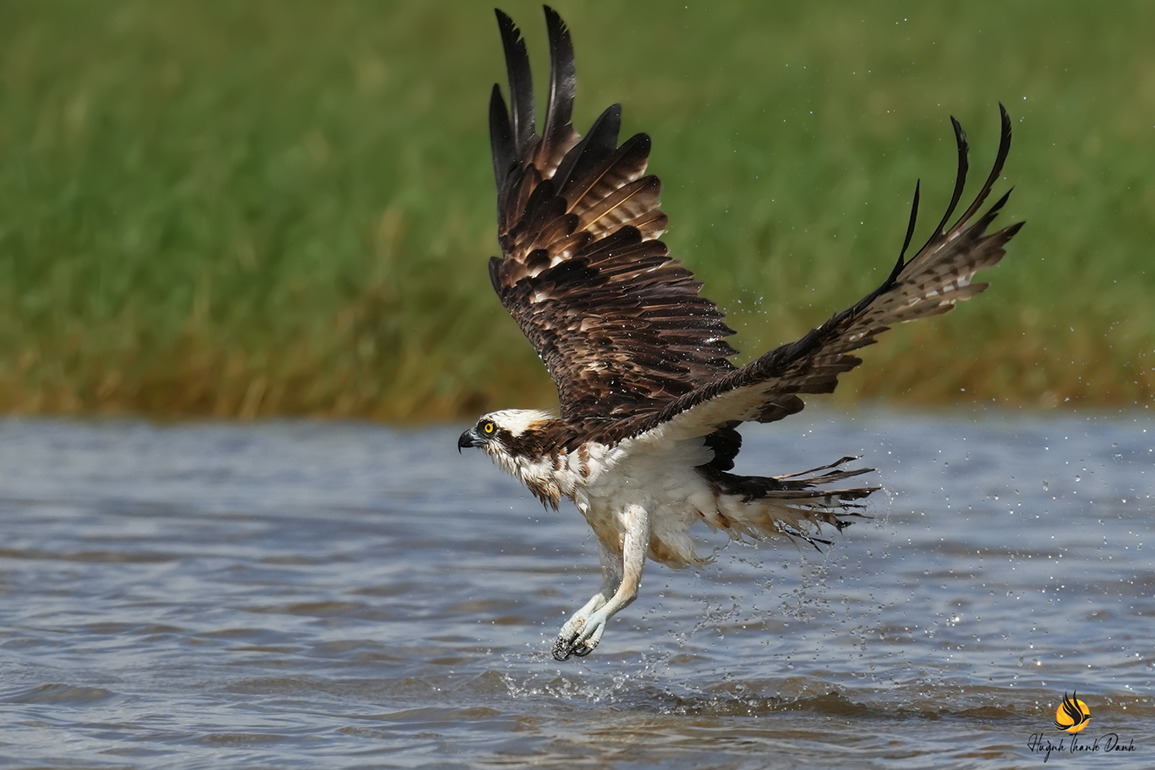 Ó cá (Osprey)