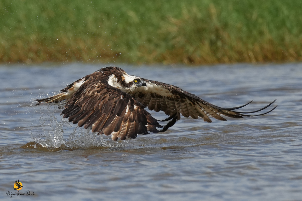 Ó cá (Osprey)